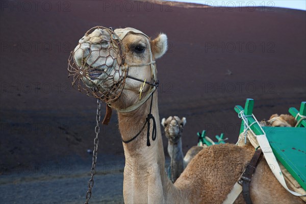 Camel for tourist rides