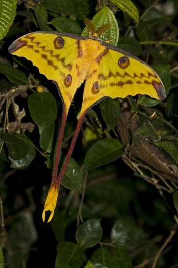 Comet Moth (Argema mittrei)