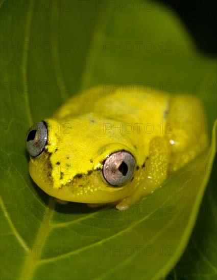 Blue-back reed frog (Heterixalus madagascariensis)