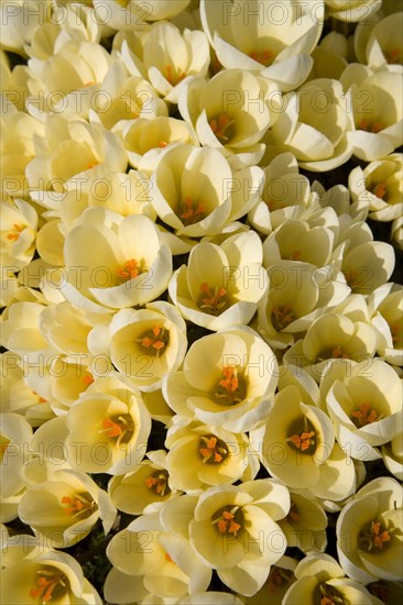 Wild Crocus (Crocus chrysanthus 'Cream Beauty')