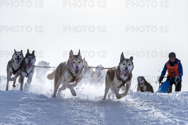 Sled dog racing