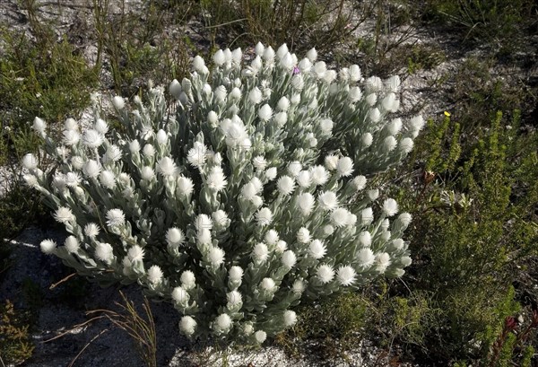 Everlastings (Syncarpha vestita)