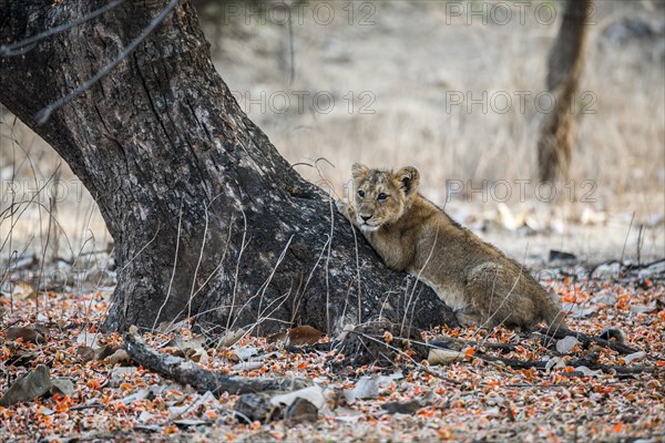 Asiatic lion (Panthera leo persica) cub scratching a tree