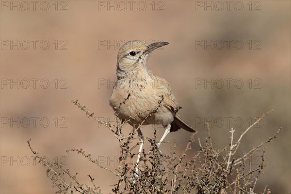 Greater Hoopoe-lark (Alaemon alaudipes) adult