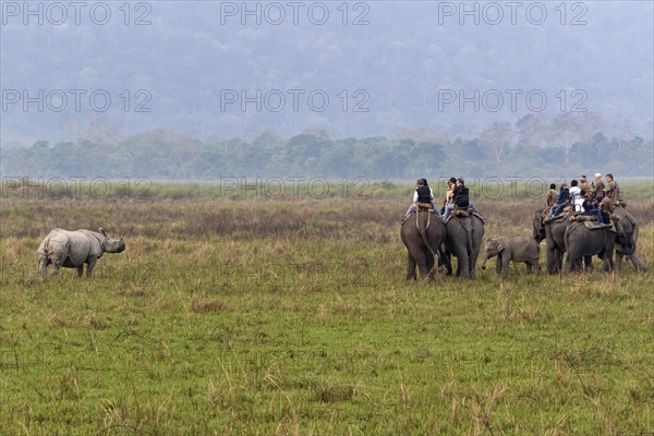 Tourists riding on Asian elephants watching adult Indian rhinoceros (Rhinoceros unicornis)