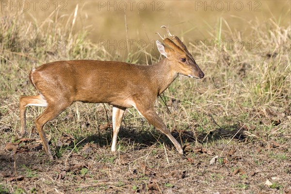 Indian muntjac (Muntiacus muntjak)