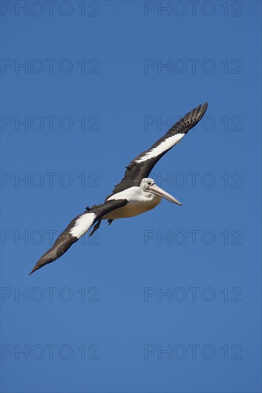 Australian pelican (Pelecanus conspicillatus)