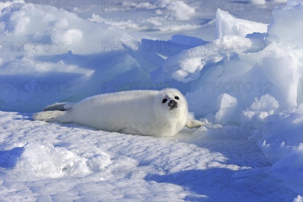 Harp Seal or Saddleback Seal (Pagophilus groenlandicus