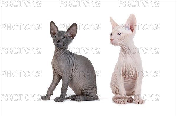 Two Don Sphynx kittens