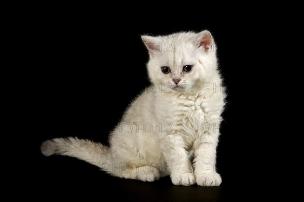 Selkirk Rex