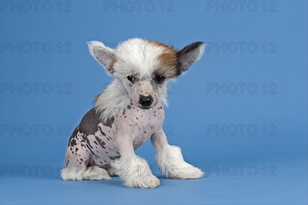 Chinese Crested Dog