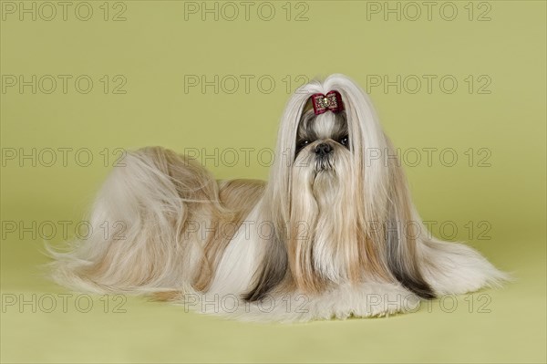 Shih Tzu female