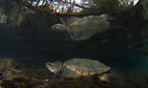 Common Snapping Turtle (Chelydra serpentina)