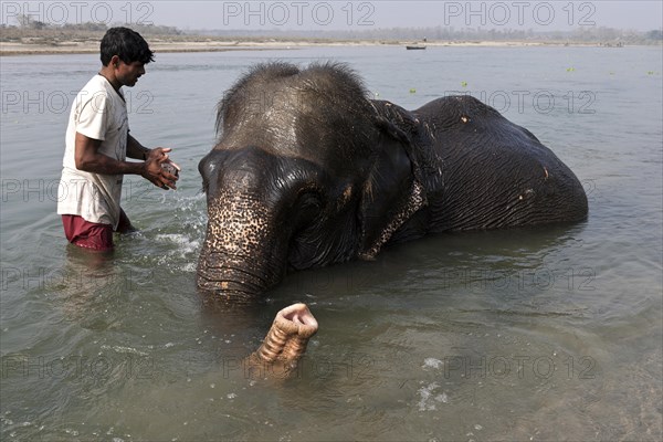 Nepalese mahout bathing his elephant in the East Rapti River at Sauraha