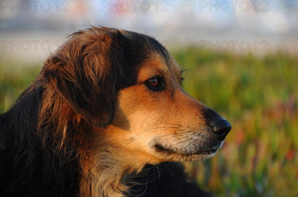 Stray dog with wet fur