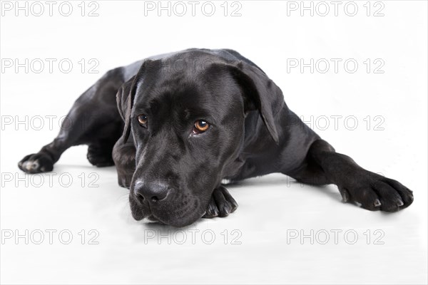 Labrador mix