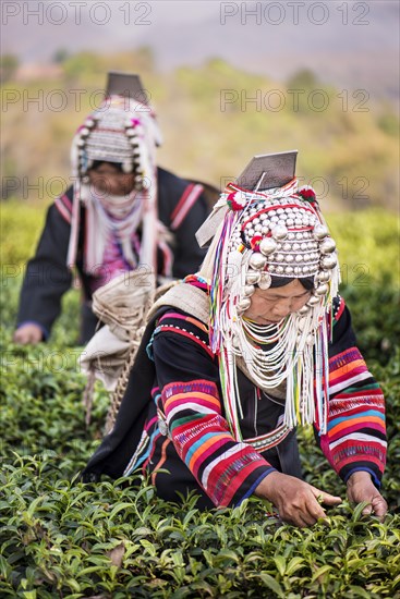 Akha hill tribe women picking tea