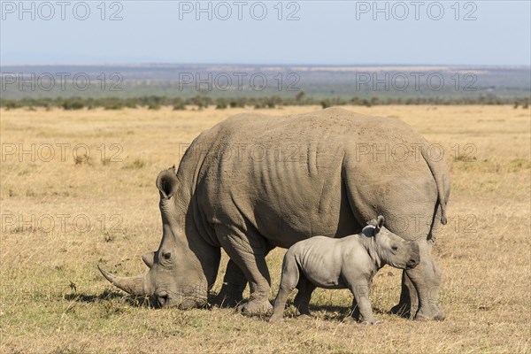 White Rhinoceros (Ceratotherium simum)