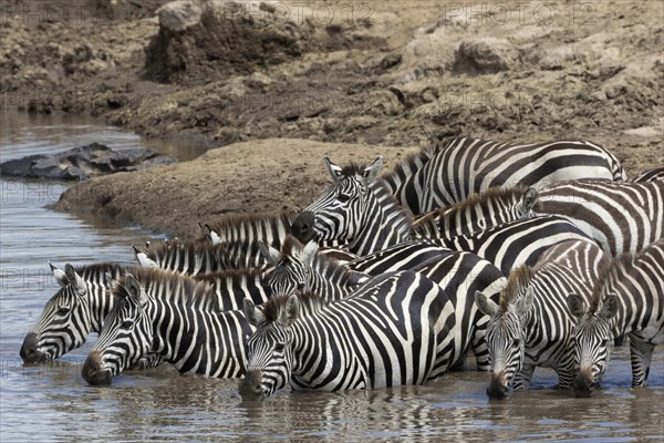 Grant's Zebras (Equus quagga boehmi)