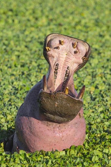 Hippopotamus (Hippopotamus amphibius) with open mouth displaying dominance in a pond covered with water lettuce