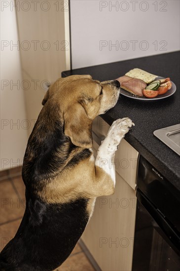 Beagle begging for food in the kitchen