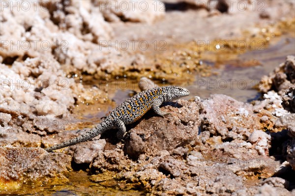 Fabian's lizard (Liolaemus fabiani)