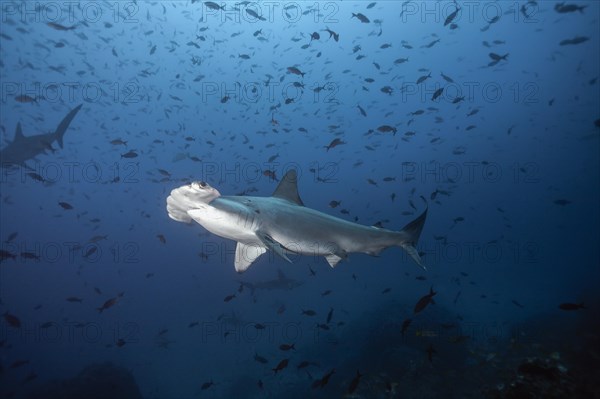 Scalloped Hammerhead Sharks (Sphyrna lewini)