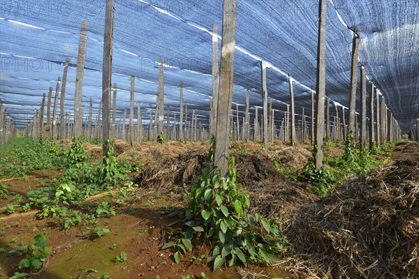 Pepper plantation