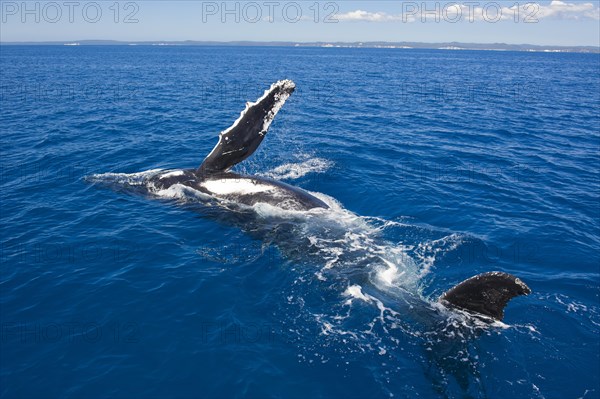 Humpback Whale (Megaptera novaeangliae)