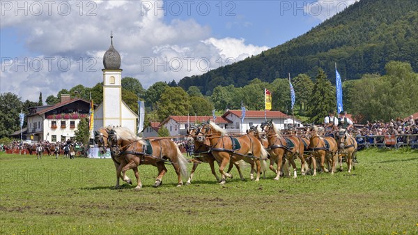 Ten-horse carriage with Haflinger horses from Leitzachtal Valley