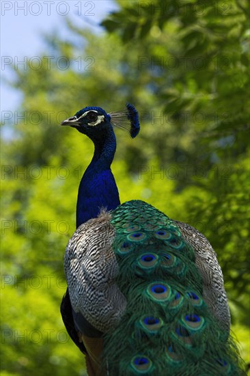 Indian Peafowl (Pavo cristatus)