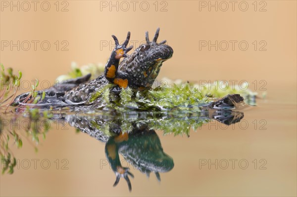 Fire-bellied Toad or Firebelly Toad (Bombina bombina)