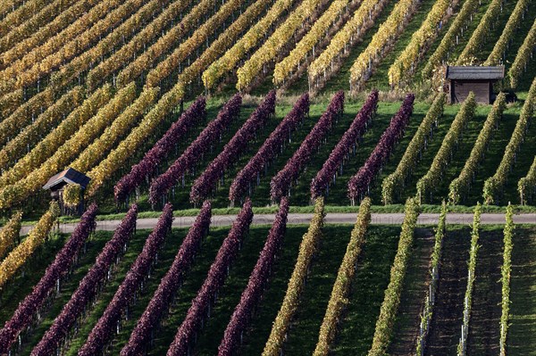 Vineyard in autumn colours