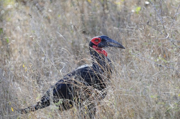 Southern ground hornbill (Bucorvus leadbeateri) in tall grass