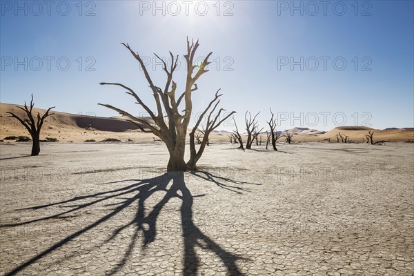 Dead trees