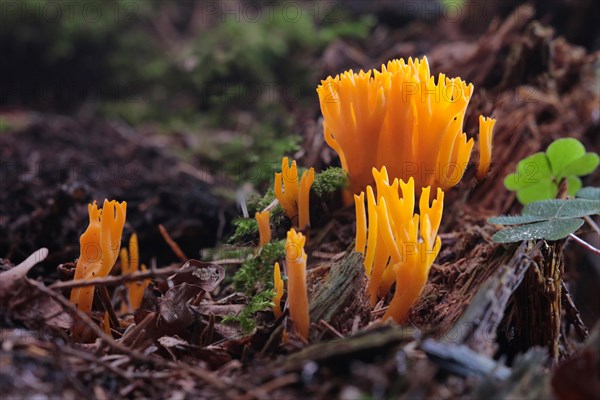 Yellow Stagshorn (Calocera viscosa)