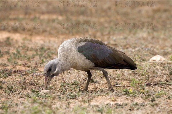 Hadada Ibis (Bostrychia hagedash)