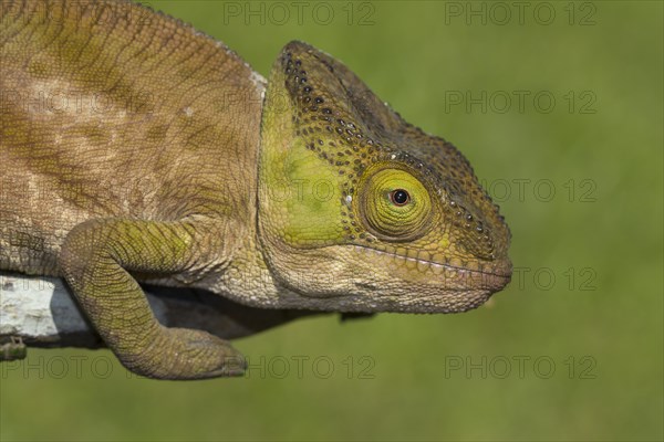 Parson's chameleon (Calumma parsonii cristifer) in the rainforest of Andasibe