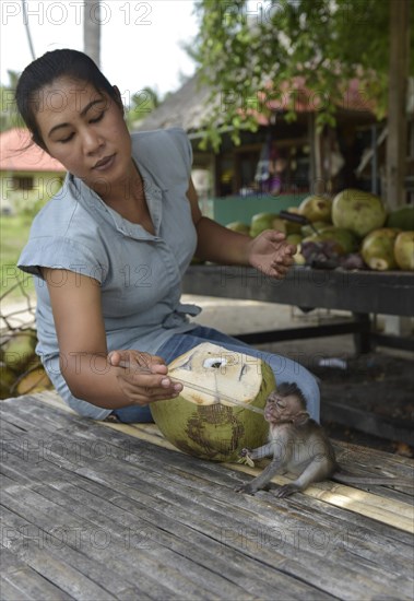 Young Northern pig-tailed macaque (Macaca leonina) is fed by a woman with a straw