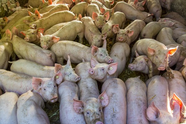 Piglets in a stable