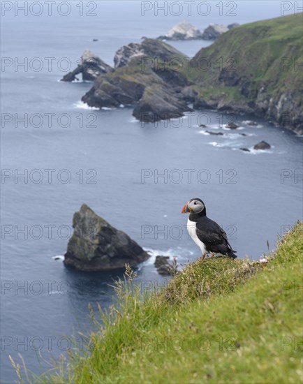 Atlantic Puffin (Fratercula arctica) adult