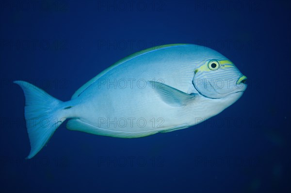 Elongate Surgeonfish (Acanthurus mata)