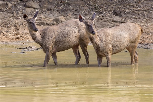 Sambar (Rusa unicolor)