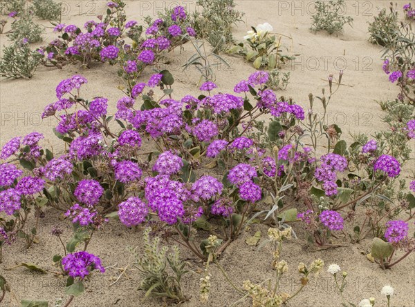 Sand Verbena (Abronia villosa) in flower in Anza-Borrego