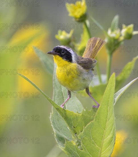 Common yellowthroat (Geothlypis trichas)