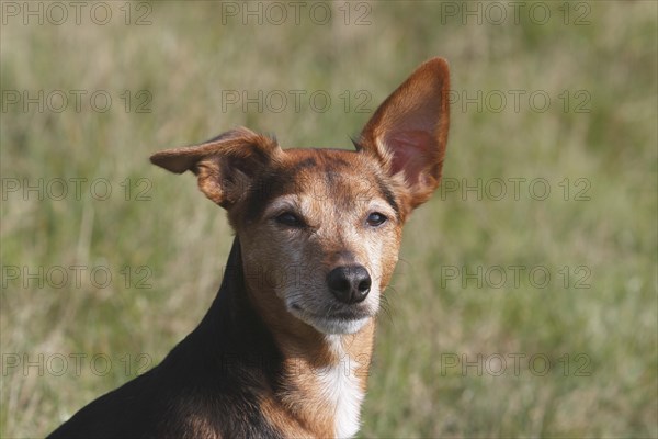 Spitz Pinscher Mixed Breed