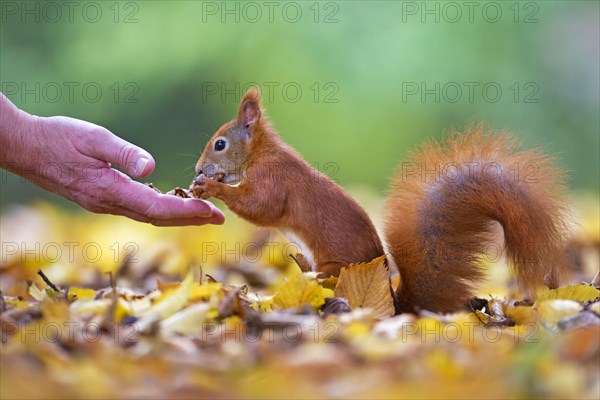 Squirrel (Sciurus vulgaris) being fed