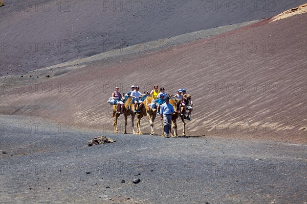 Dromedary camels