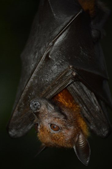 Flying Fox (Pteropus sp.)