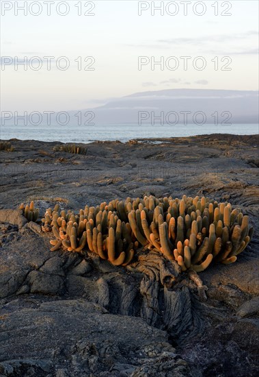 Lava Cactus (Brachycereus nesioticus) in evening light